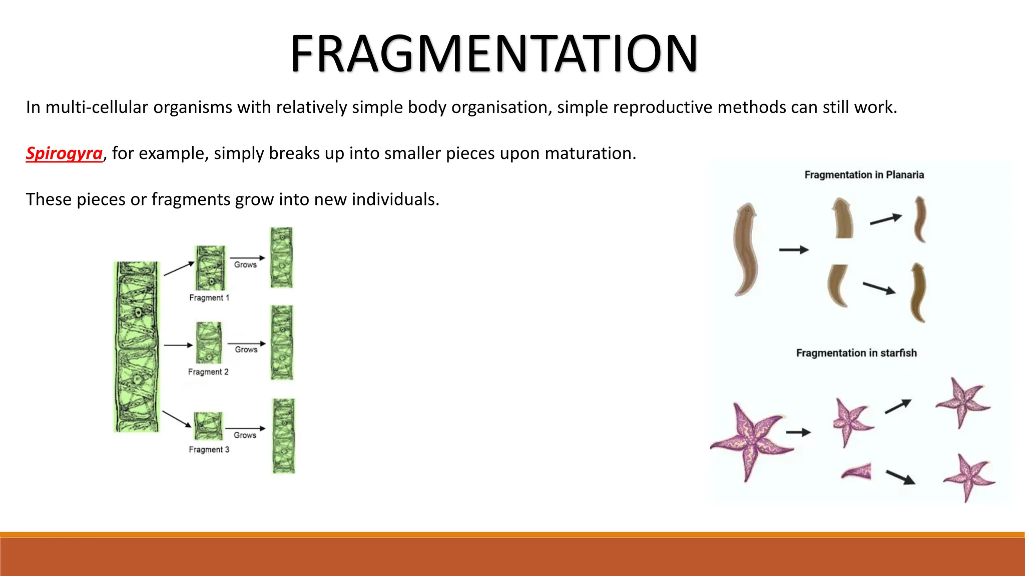 In multi-cellular organisms with relatively simple body organisation, simple reproductive methods can still work.
Spirogyra, for example, simply breaks up into smaller pieces upon maturation.
These pieces or fragments grow into new individuals.
FRAGMENTATION
 