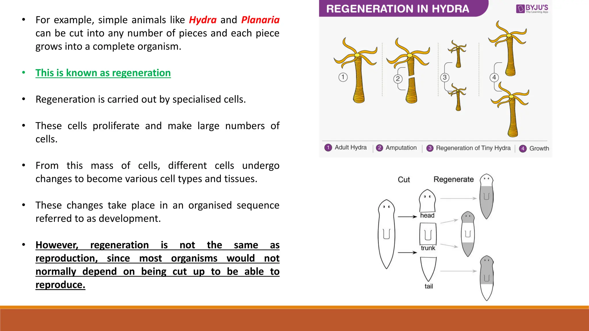 • For example, simple animals like Hydra and Planaria
can be cut into any number of pieces and each piece
grows into a complete organism.
• This is known as regeneration
• Regeneration is carried out by specialised cells.
• These cells proliferate and make large numbers of
cells.
• From this mass of cells, different cells undergo
changes to become various cell types and tissues.
• These changes take place in an organised sequence
referred to as development.
• However, regeneration is not the same as
reproduction, since most organisms would not
normally depend on being cut up to be able to
reproduce.
 