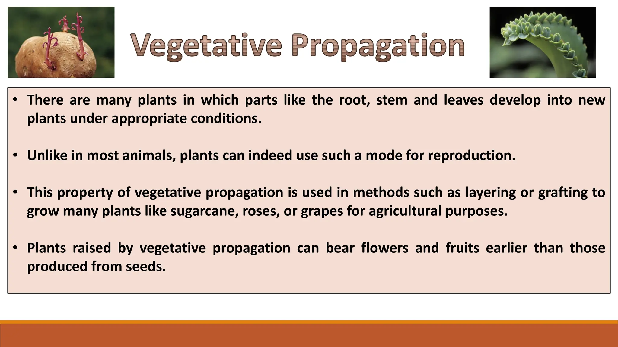 • There are many plants in which parts like the root, stem and leaves develop into new
plants under appropriate conditions.
• Unlike in most animals, plants can indeed use such a mode for reproduction.
• This property of vegetative propagation is used in methods such as layering or grafting to
grow many plants like sugarcane, roses, or grapes for agricultural purposes.
• Plants raised by vegetative propagation can bear flowers and fruits earlier than those
produced from seeds.
Vegetative Propagation
 
