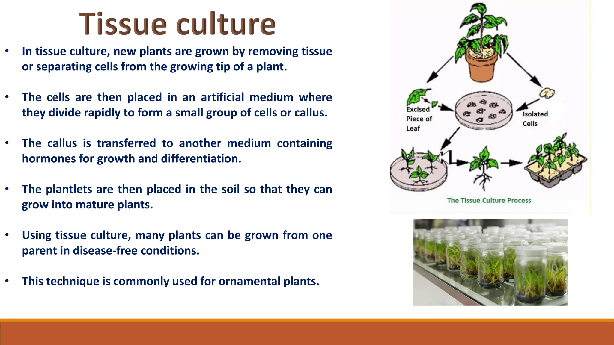 • In tissue culture, new plants are grown by removing tissue
or separating cells from the growing tip of a plant.
• The cells are then placed in an artificial medium where
they divide rapidly to form a small group of cells or callus.
• The callus is transferred to another medium containing
hormones for growth and differentiation.
• The plantlets are then placed in the soil so that they can
grow into mature plants.
• Using tissue culture, many plants can be grown from one
parent in disease-free conditions.
• This technique is commonly used for ornamental plants.
 