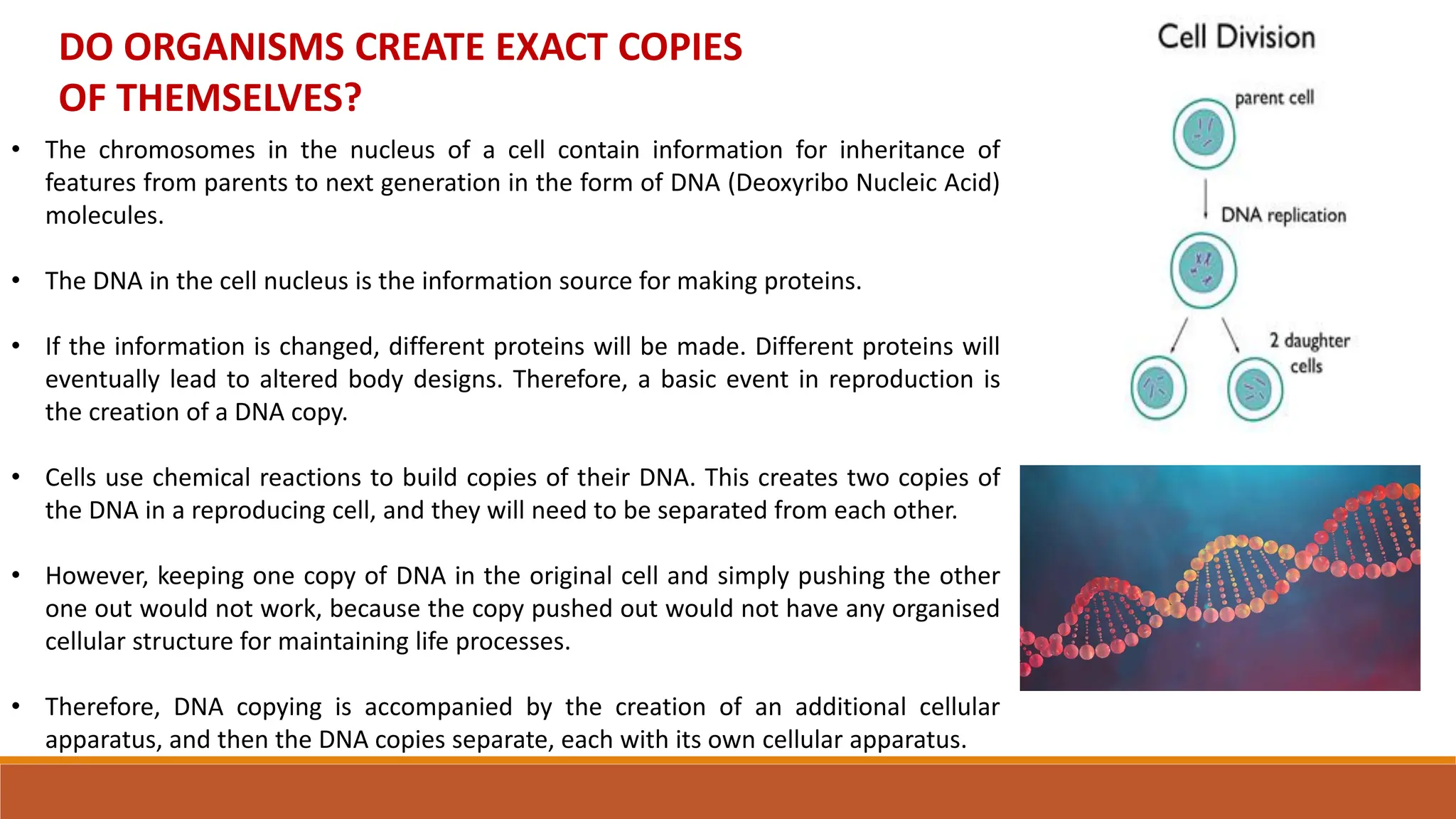 DO ORGANISMS CREATE EXACT COPIES
OF THEMSELVES?
• The chromosomes in the nucleus of a cell contain information for inheritance of
features from parents to next generation in the form of DNA (Deoxyribo Nucleic Acid)
molecules.
• The DNA in the cell nucleus is the information source for making proteins.
• If the information is changed, different proteins will be made. Different proteins will
eventually lead to altered body designs. Therefore, a basic event in reproduction is
the creation of a DNA copy.
• Cells use chemical reactions to build copies of their DNA. This creates two copies of
the DNA in a reproducing cell, and they will need to be separated from each other.
• However, keeping one copy of DNA in the original cell and simply pushing the other
one out would not work, because the copy pushed out would not have any organised
cellular structure for maintaining life processes.
• Therefore, DNA copying is accompanied by the creation of an additional cellular
apparatus, and then the DNA copies separate, each with its own cellular apparatus.
 