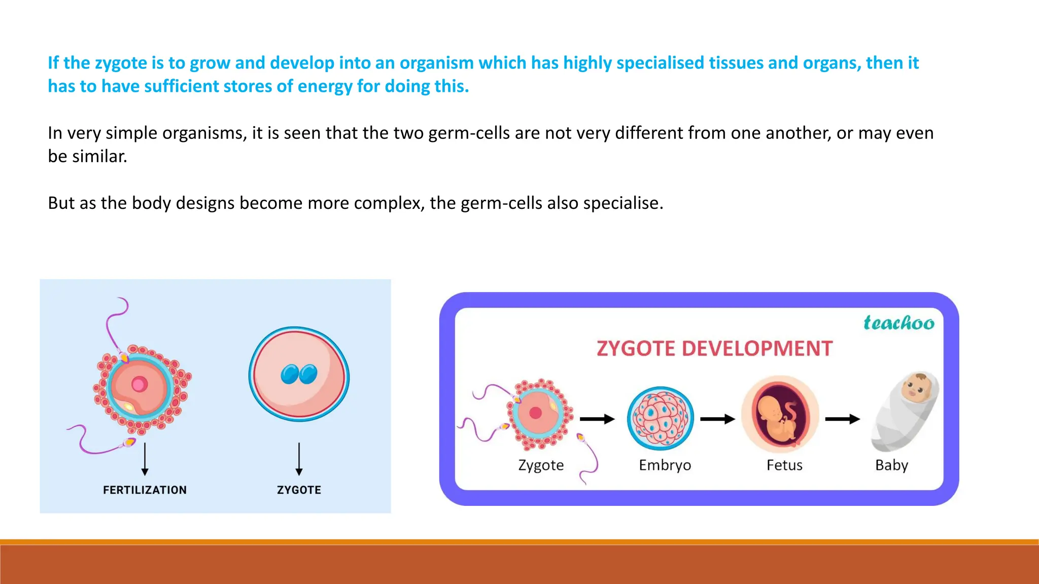 If the zygote is to grow and develop into an organism which has highly specialised tissues and organs, then it
has to have sufficient stores of energy for doing this.
In very simple organisms, it is seen that the two germ-cells are not very different from one another, or may even
be similar.
But as the body designs become more complex, the germ-cells also specialise.
 