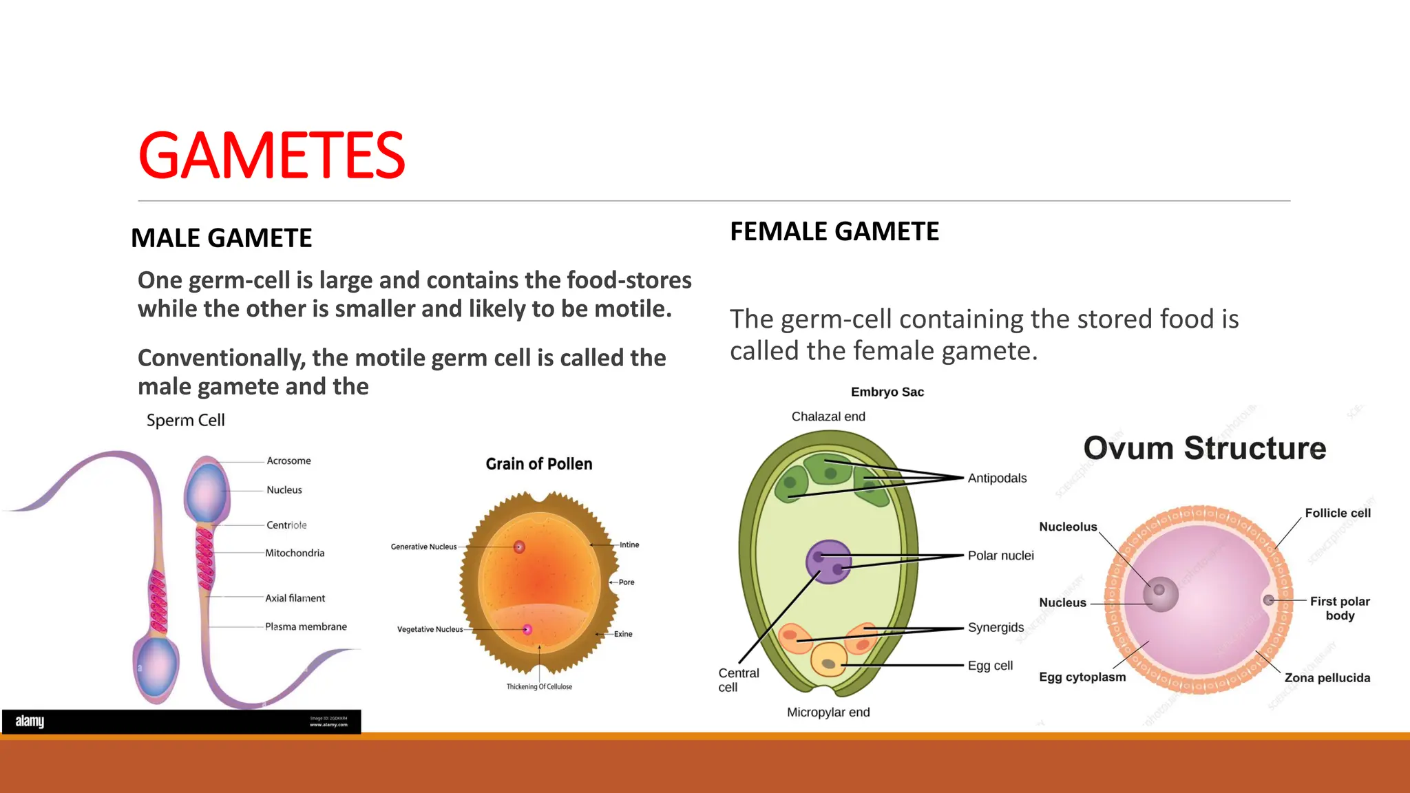 GAMETES
MALE GAMETE
One germ-cell is large and contains the food-stores
while the other is smaller and likely to be motile.
Conventionally, the motile germ cell is called the
male gamete and the
FEMALE GAMETE
The germ-cell containing the stored food is
called the female gamete.
 