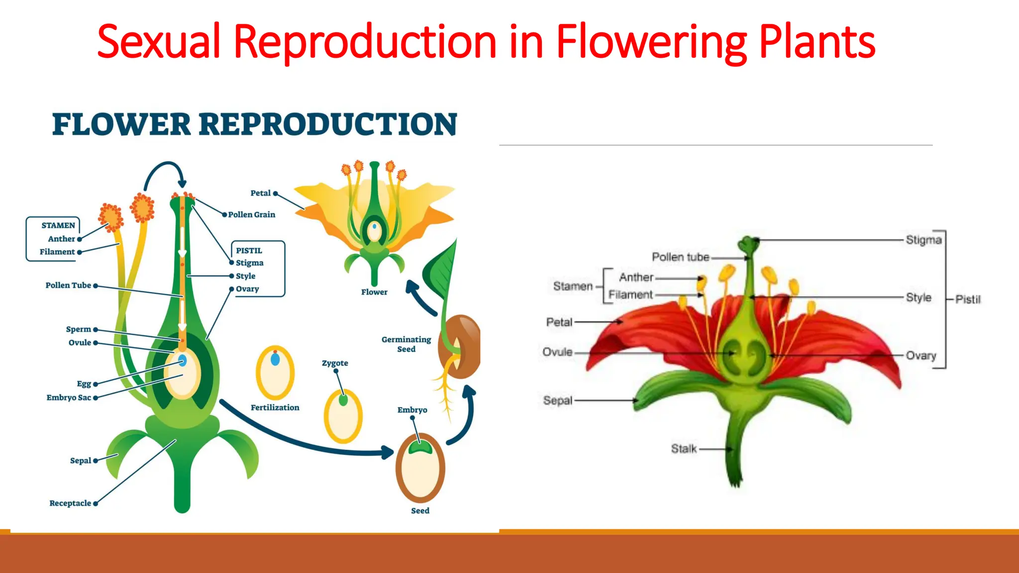 Sexual Reproduction in Flowering Plants
 