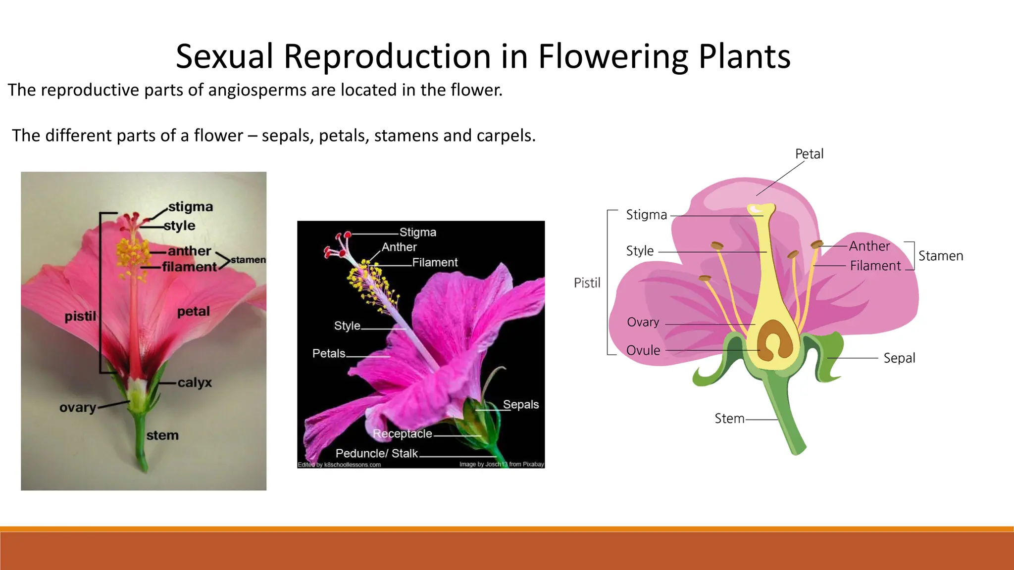 Sexual Reproduction in Flowering Plants
The reproductive parts of angiosperms are located in the flower.
The different parts of a flower – sepals, petals, stamens and carpels.
 