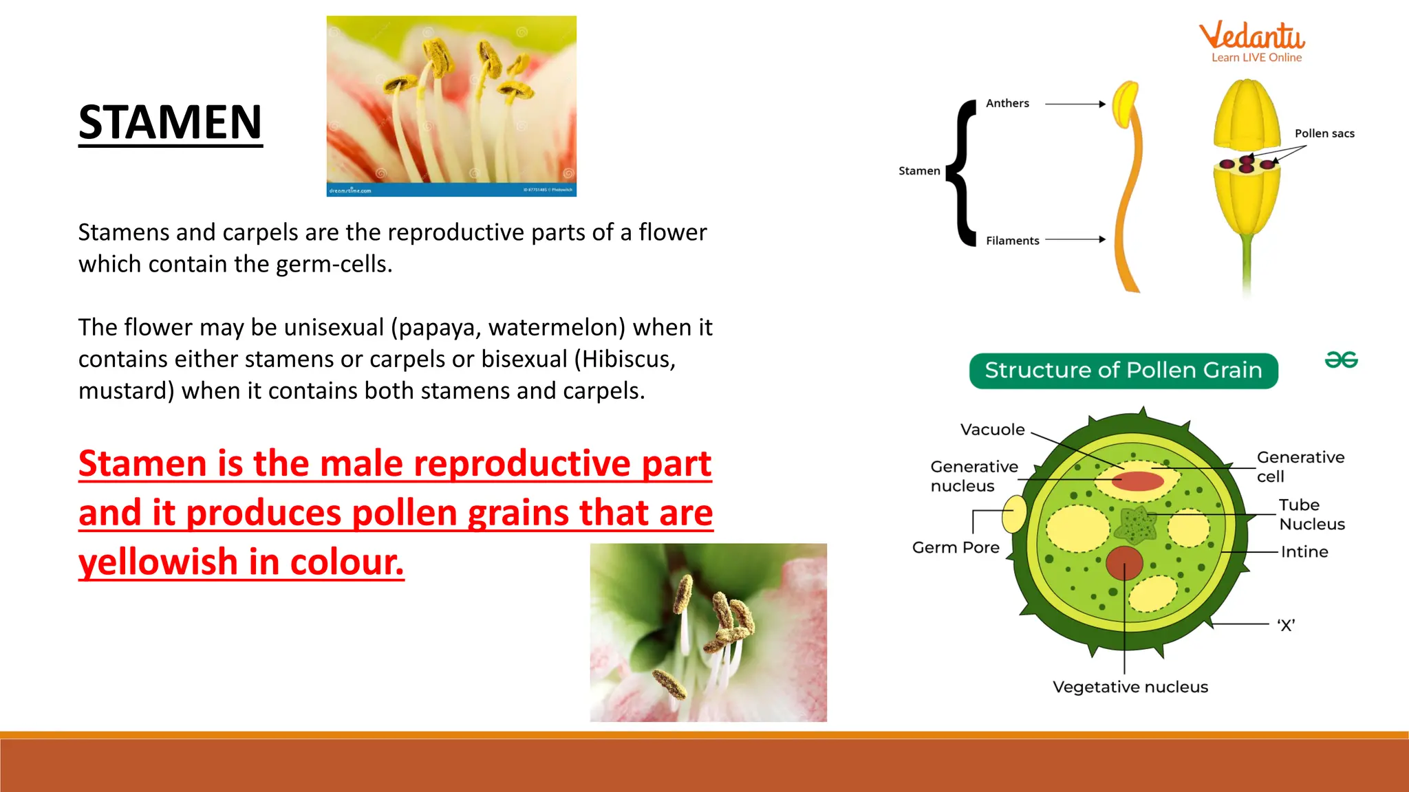 STAMEN
Stamens and carpels are the reproductive parts of a flower
which contain the germ-cells.
The flower may be unisexual (papaya, watermelon) when it
contains either stamens or carpels or bisexual (Hibiscus,
mustard) when it contains both stamens and carpels.
Stamen is the male reproductive part
and it produces pollen grains that are
yellowish in colour.
 