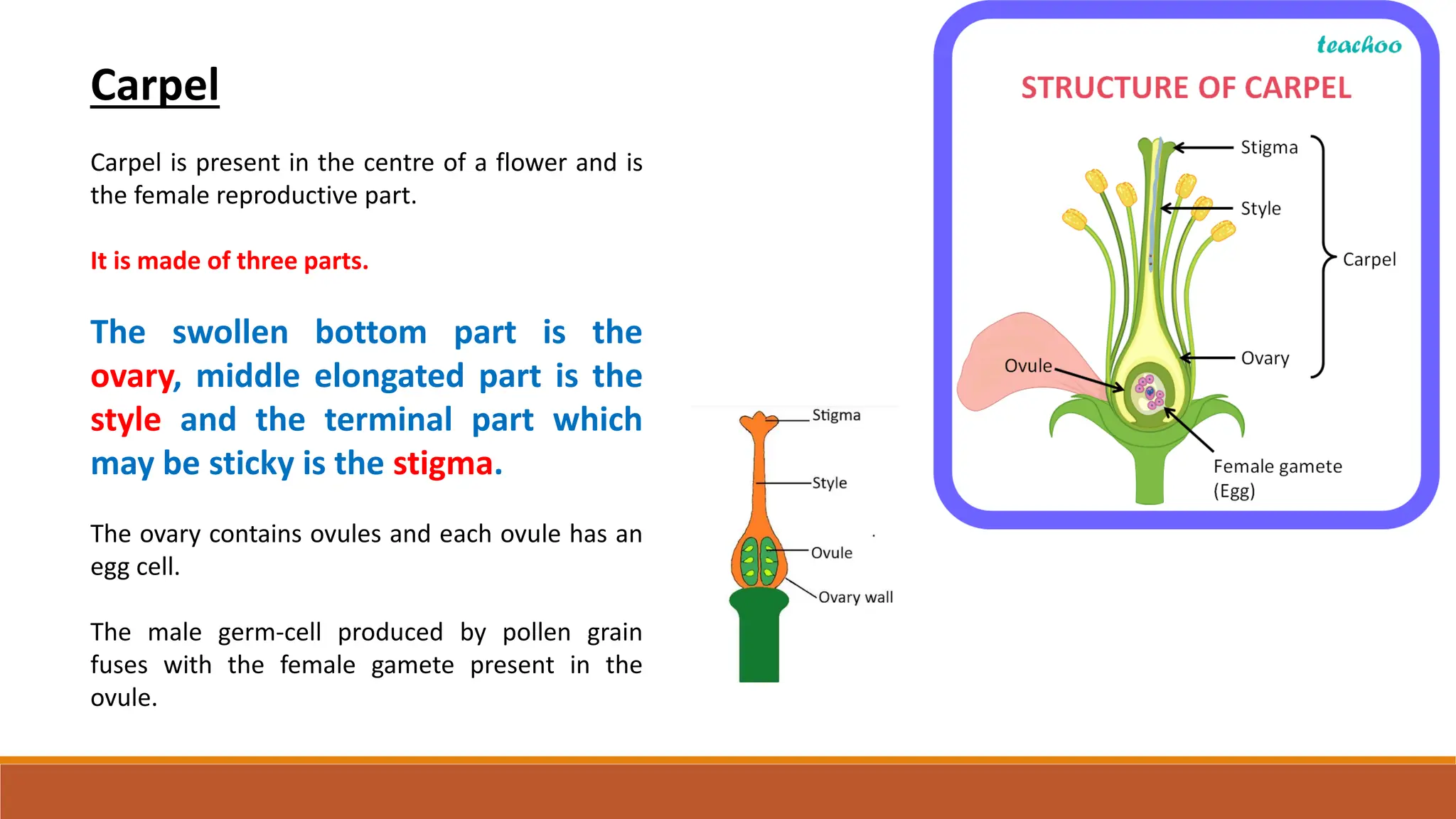 Carpel
Carpel is present in the centre of a flower and is
the female reproductive part.
It is made of three parts.
The swollen bottom part is the
ovary, middle elongated part is the
style and the terminal part which
may be sticky is the stigma.
The ovary contains ovules and each ovule has an
egg cell.
The male germ-cell produced by pollen grain
fuses with the female gamete present in the
ovule.
 