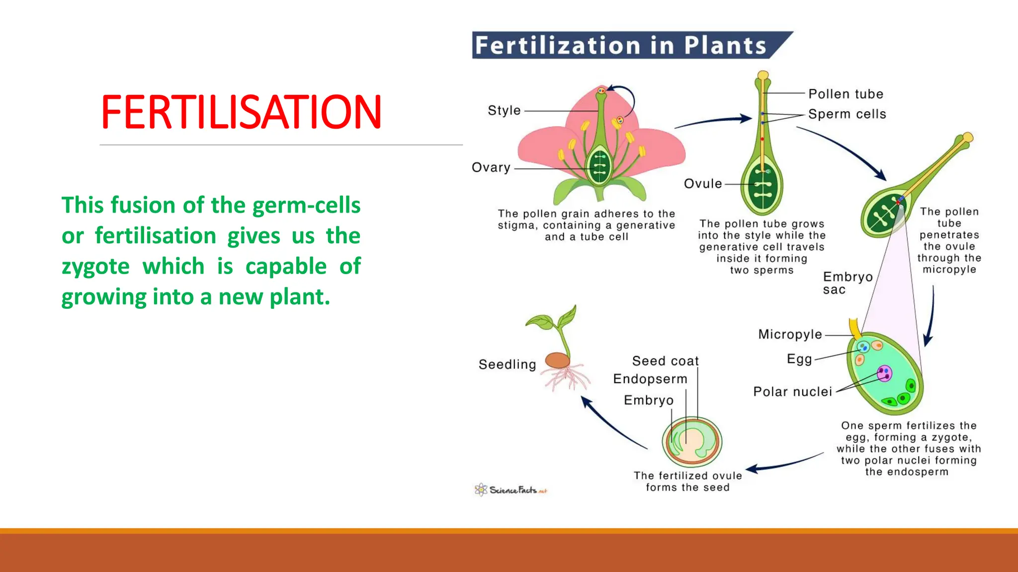 This fusion of the germ-cells
or fertilisation gives us the
zygote which is capable of
growing into a new plant.
FERTILISATION
 