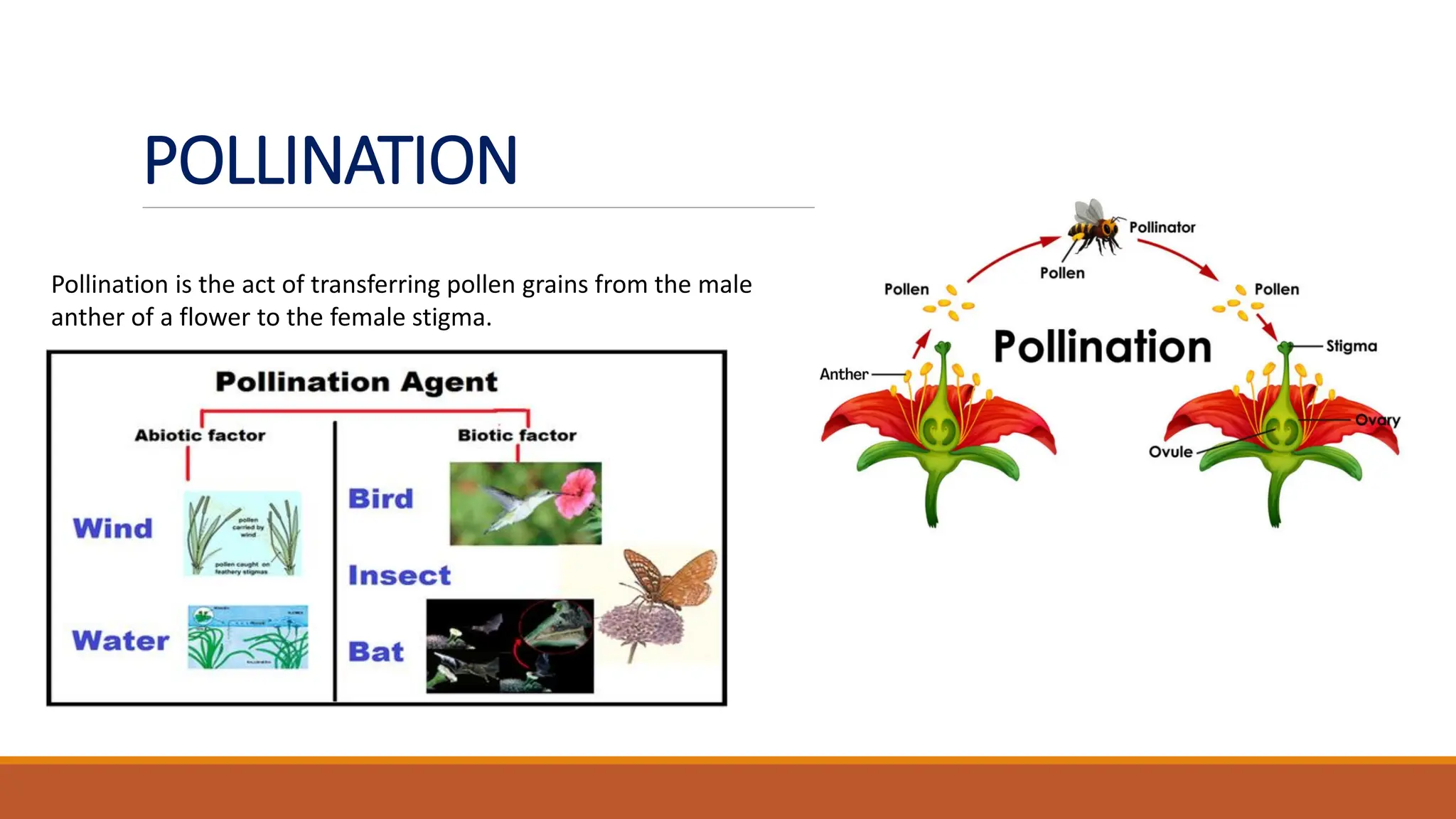 POLLINATION
Pollination is the act of transferring pollen grains from the male
anther of a flower to the female stigma.
 