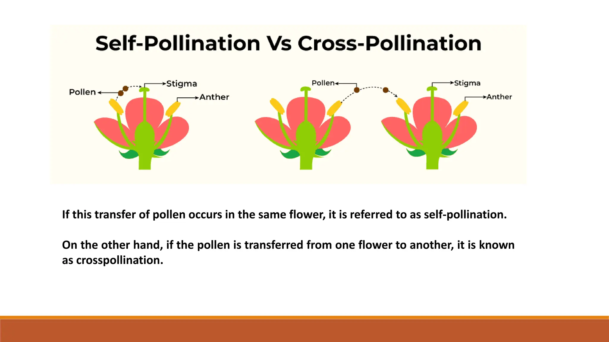 If this transfer of pollen occurs in the same flower, it is referred to as self-pollination.
On the other hand, if the pollen is transferred from one flower to another, it is known
as crosspollination.
 