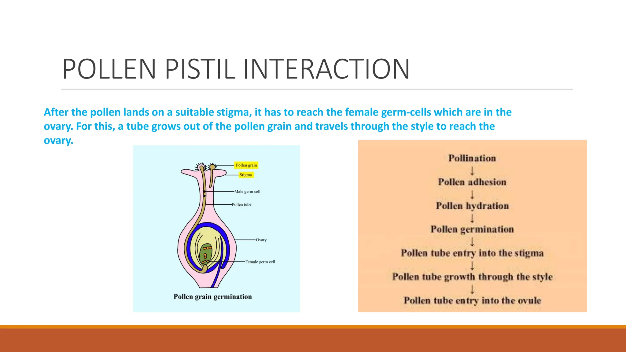 POLLEN PISTIL INTERACTION
After the pollen lands on a suitable stigma, it has to reach the female germ-cells which are in the
ovary. For this, a tube grows out of the pollen grain and travels through the style to reach the
ovary.
 