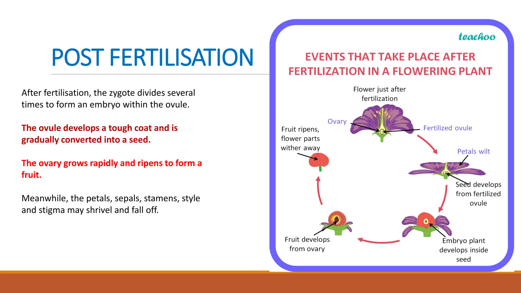 After fertilisation, the zygote divides several
times to form an embryo within the ovule.
The ovule develops a tough coat and is
gradually converted into a seed.
The ovary grows rapidly and ripens to form a
fruit.
Meanwhile, the petals, sepals, stamens, style
and stigma may shrivel and fall off.
POST FERTILISATION
 