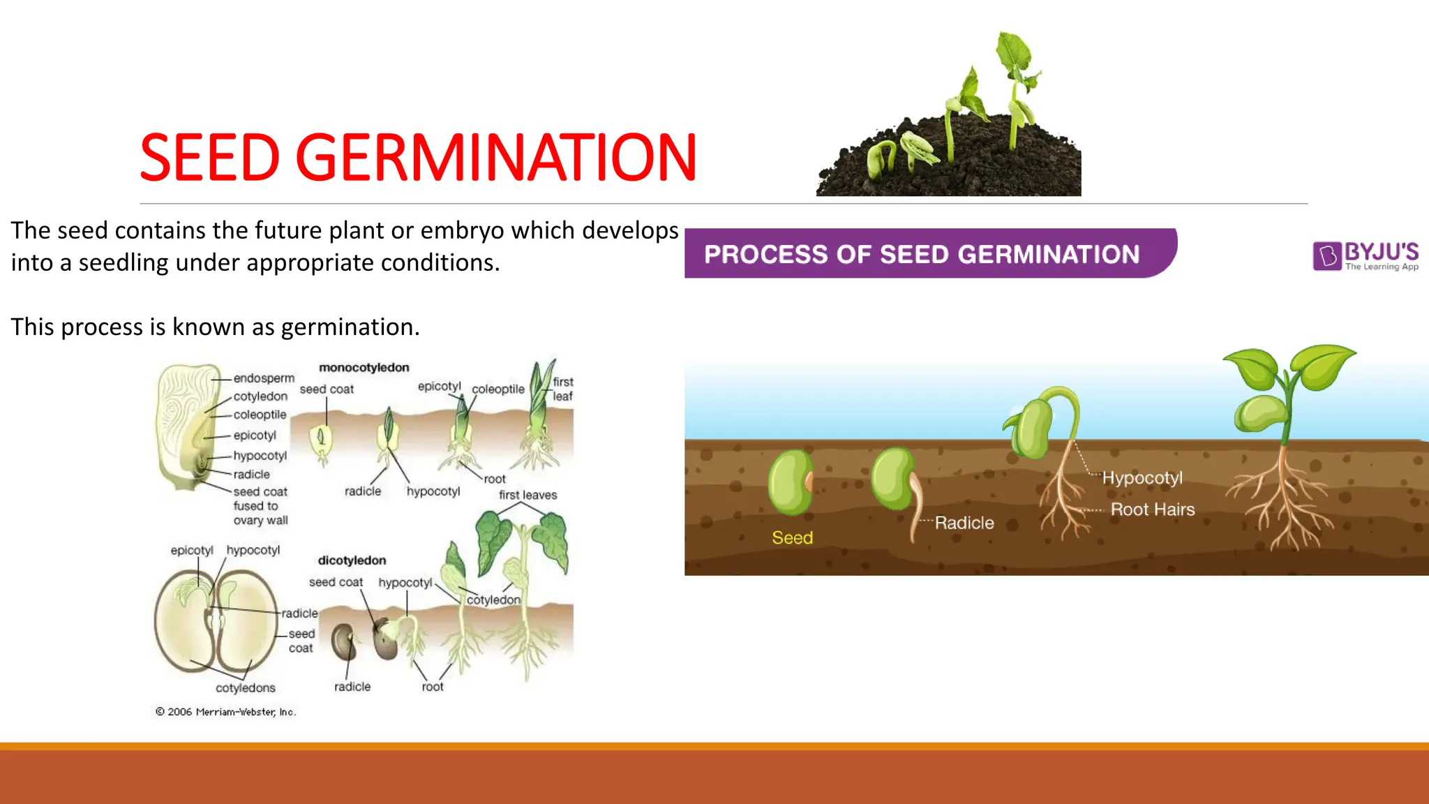 SEED GERMINATION
The seed contains the future plant or embryo which develops
into a seedling under appropriate conditions.
This process is known as germination.
 