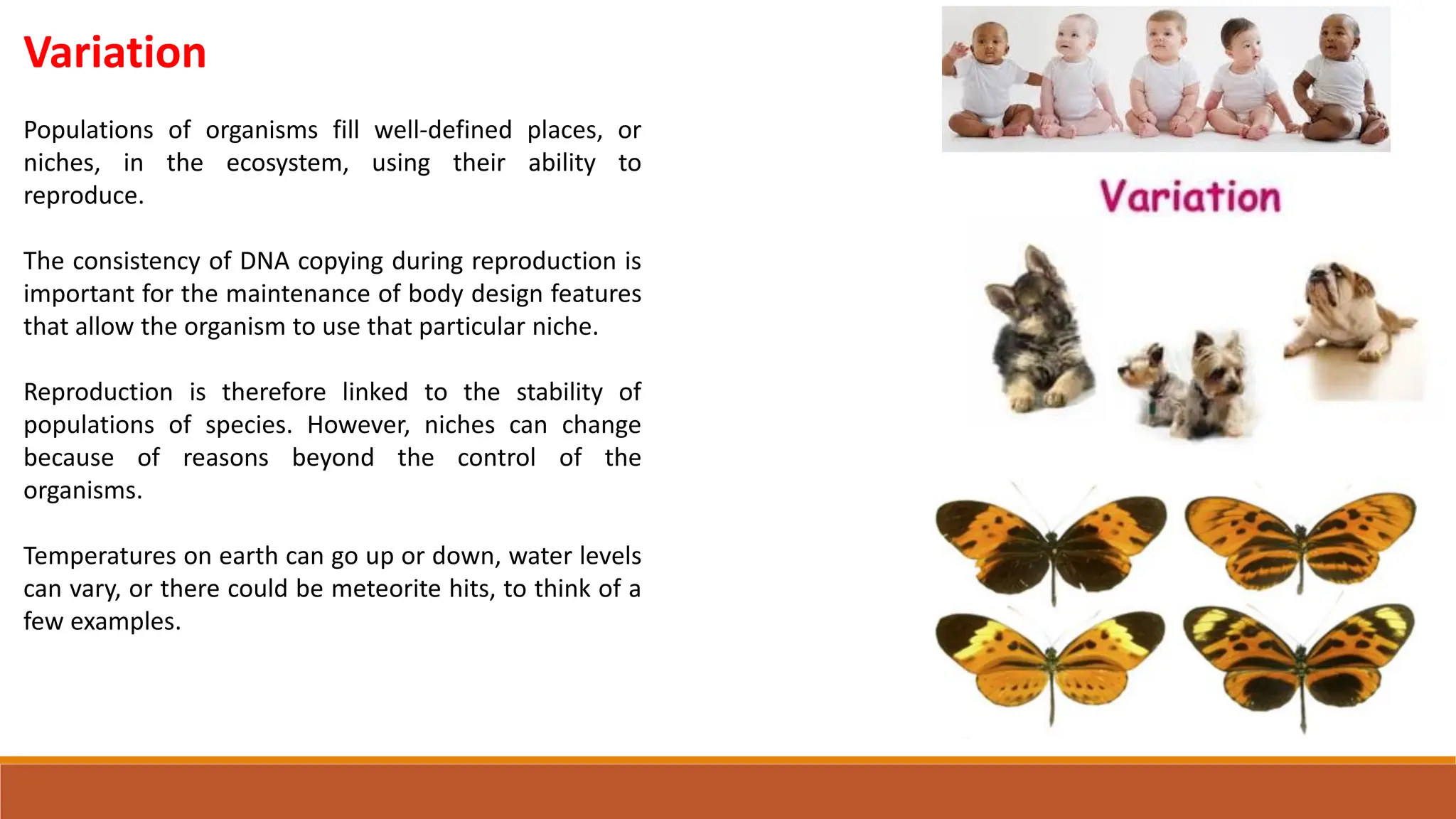 Variation
Populations of organisms fill well-defined places, or
niches, in the ecosystem, using their ability to
reproduce.
The consistency of DNA copying during reproduction is
important for the maintenance of body design features
that allow the organism to use that particular niche.
Reproduction is therefore linked to the stability of
populations of species. However, niches can change
because of reasons beyond the control of the
organisms.
Temperatures on earth can go up or down, water levels
can vary, or there could be meteorite hits, to think of a
few examples.
 