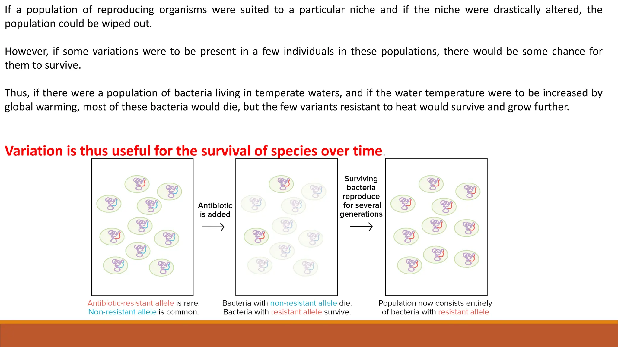 If a population of reproducing organisms were suited to a particular niche and if the niche were drastically altered, the
population could be wiped out.
However, if some variations were to be present in a few individuals in these populations, there would be some chance for
them to survive.
Thus, if there were a population of bacteria living in temperate waters, and if the water temperature were to be increased by
global warming, most of these bacteria would die, but the few variants resistant to heat would survive and grow further.
Variation is thus useful for the survival of species over time.
 