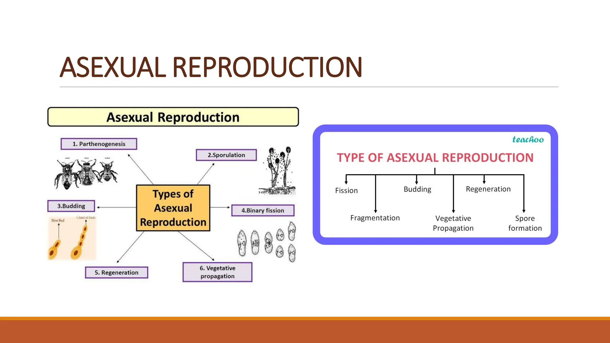 ASEXUAL REPRODUCTION
 