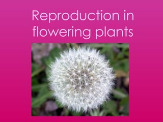 Reproduction in flowering plants 