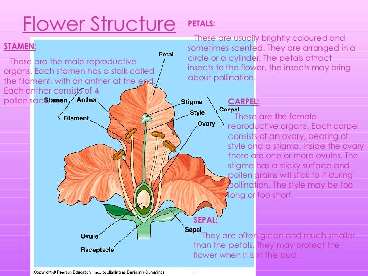 Reproduction In Flowering Plants