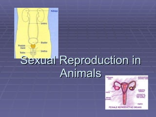 Sexual Reproduction in Animals 