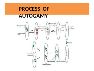 Process of Reproduction-in-Protists.pptx