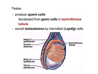 Testes -  produce  sperm cells   developed from  germ cells  in  seminiferous tubule -  secret  testosterone   by interstitial ( Leydig ) cells 