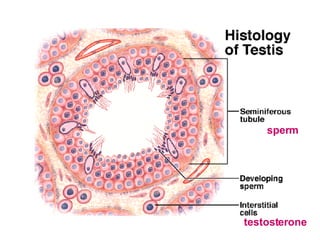 sperm testosterone 