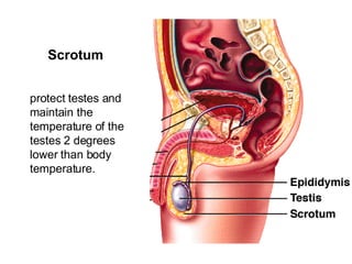 Scrotum   protect testes and maintain the temperature of the testes 2 degrees lower than body temperature.   