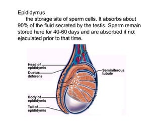 Epididymus the storage site of sperm cells. It absorbs about 90% of the fluid secreted by the testis. Sperm remain stored here for 40-60 days and are absorbed if not ejaculated prior to that time.   
