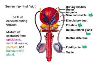 The fluid expelled during orgasm Mixture of secretion from  epididymis ,  seminal vesicle ,  prostate , and  bulbourethral gland .  Semen  (seminal fluid ) 