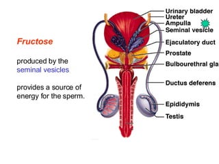 Fructose produced by the  seminal vesicles provides a source of energy for the sperm.   