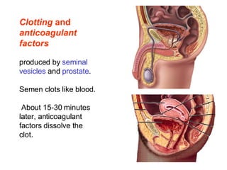 Clotting  and  anticoagulant factors   produced by  seminal vesicles  and  prostate .  Semen clots like blood. About 15-30 minutes later, anticoagulant factors dissolve the clot. 