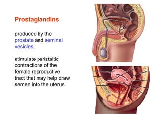 Prostaglandins produced by the  prostate  and  seminal vesicles ,  stimulate peristaltic contractions of the female reproductive tract that may help draw semen into the uterus. 