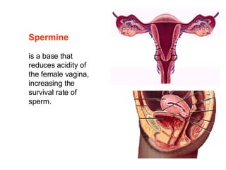 Spermine   is a base that reduces acidity of the female vagina, increasing the survival rate of sperm.   