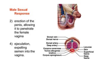 Male Sexual Response erection of the penis, allowing it to penetrate the female vagina ejaculation, expelling semen into the vagina. 