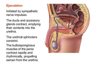 Ejaculation Initiated by sympathetic nerve impulses The ducts and accessory glands contract, emptying their contents into the urethra. The urethral sphincters constrict. The bulbospongiosus muscles of the penis contract rapidly and rhythmically, propelling semen from the urethra.   
