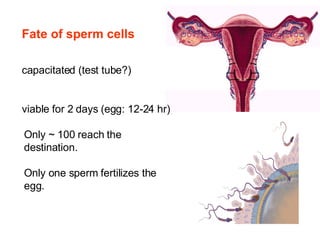 Fate of sperm cells capacitated (test tube?) viable for 2 days (egg: 12-24 hr) Only ~ 100 reach the destination. Only one sperm fertilizes the egg.  