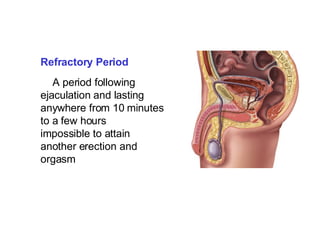 Refractory Period A period following ejaculation and lasting anywhere from 10 minutes to a few hours impossible to attain another erection and orgasm   