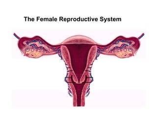 The Female Reproductive System   