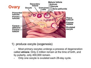 1)  produce oocyte (oogenesis) Ovary - Most primary oocytes undergo a process of degeneration called  atresia . Only 2 million remain at the time of birth, and by puberty, only 400,000 remain.   - Only one oocyte is ovulated each 28-day cycle. 