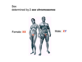 Sex  determined by 2  sex chromosomes Female:  XX Male:  X Y 
