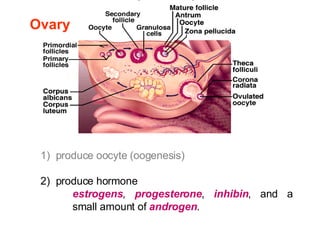 1)  produce oocyte (oogenesis) 2)  produce hormone estrogens ,  progesterone ,  inhibin , and a small amount of  androgen .  Ovary 