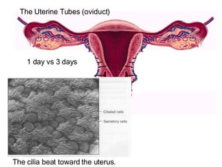The cilia beat toward the uterus. The Uterine Tubes (oviduct) 1 day vs 3 days 