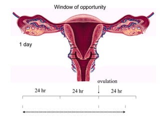 1 day Window of opportunity 24 hr 24 hr 24 hr ovulation 