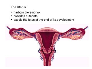 The Uterus  harbors the embryo provides nutrients expels the fetus at the end of its development  