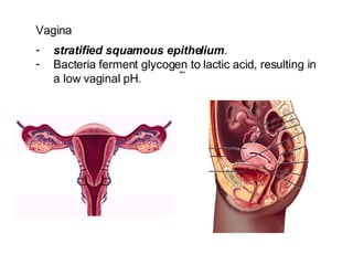 Vagina  stratified squamous epithelium .  Bacteria ferment glycogen to lactic acid, resulting in a low vaginal pH.   