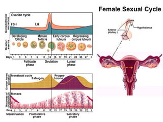 Female Sexual Cycle 