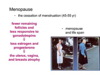 Menopause the cessation of menstruation (45-55 yr) menopause  and life span fewer remaining follicles and less responsive to gonadotropins  less estrogen and progesterone  the uterus, vagina, and breasts atrophy 