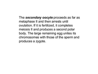 The  secondary oocyte  proceeds as far as metaphase II and then arrests until ovulation. If it is fertilized, it completes meiosis II and produces a second polar body. The large remaining egg unites its chromosomes with those of the sperm and produces a zygote.   