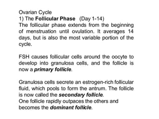 Ovarian Cycle 1) The  Follicular Phase   (Day 1-14) The follicular phase extends from the beginning of menstruation until ovulation. It averages 14 days, but is also the most variable portion of the cycle.  FSH causes follicular cells around the oocyte to develop into granulosa cells, and the follicle is now a  primary follicle .  Granulosa cells secrete an estrogen-rich follicular fluid, which pools to form the antrum. The follicle is now called the  secondary follicle . One follicle rapidly outpaces the others and becomes the  dominant follicle .   