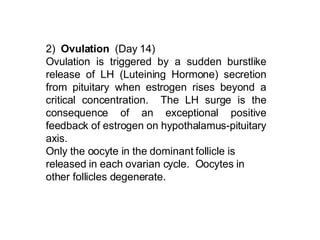 2)  Ovulation   (Day 14) Ovulation is triggered by a sudden burstlike release of LH (Luteining Hormone) secretion from pituitary when estrogen rises beyond a critical concentration.  The LH surge is the consequence of an exceptional positive feedback of estrogen on hypothalamus-pituitary axis. Only the oocyte in the dominant follicle is released in each ovarian cycle.  Oocytes in other follicles degenerate.  